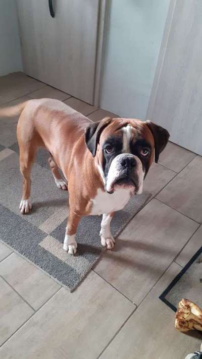 Deutsche Boxer-Beitrag-Bild