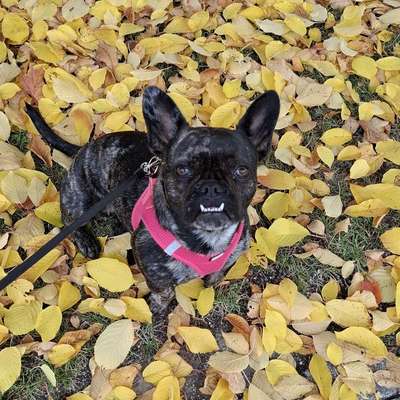 Hundetreffen-Gassigehen-Bild