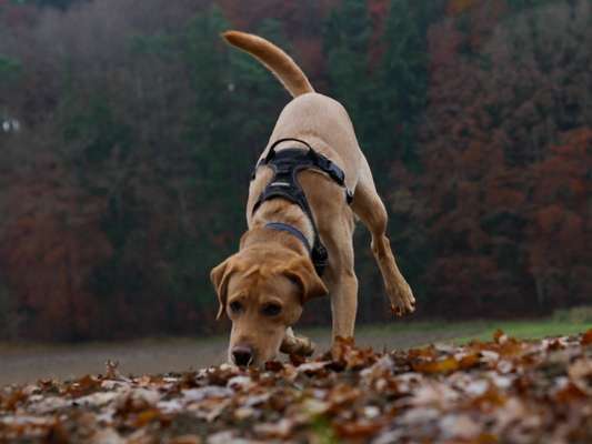 Hundetreffen-Freund gesucht-Bild