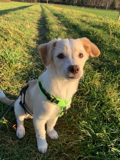 Club der Rumänen (Alle Hunde aus dem rumänischen Tierschutz, wo seid Ihr?)-Beitrag-Bild