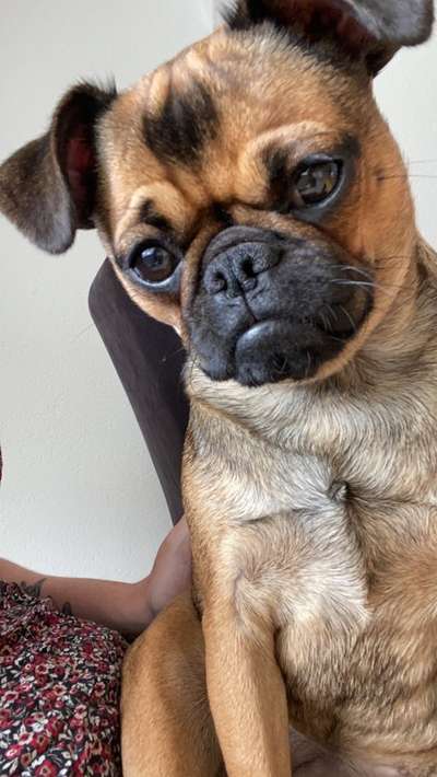 Die Dogorama Monats Challenge "Es grünt und blüht"-Beitrag-Bild