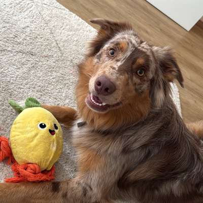 Hundetreffen-Spieltreffen und Gassirunde 🙂-Bild