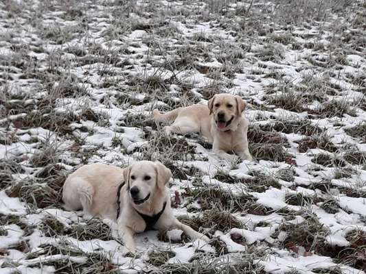 Wo sind die Golden Retriever Liebhaber?-Beitrag-Bild
