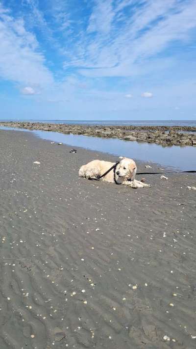Wo sind die Golden Retriever Liebhaber?-Beitrag-Bild