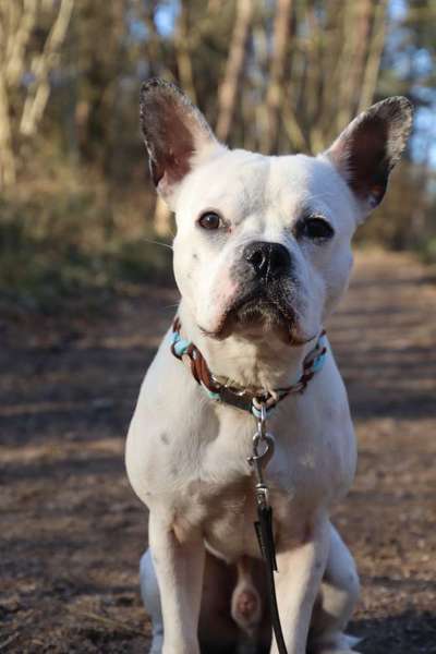 Mischlinge raten - Rätselspaß-Beitrag-Bild