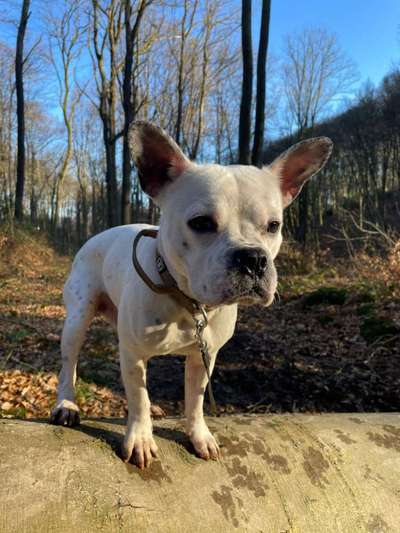 Mischlinge raten - Rätselspaß-Beitrag-Bild