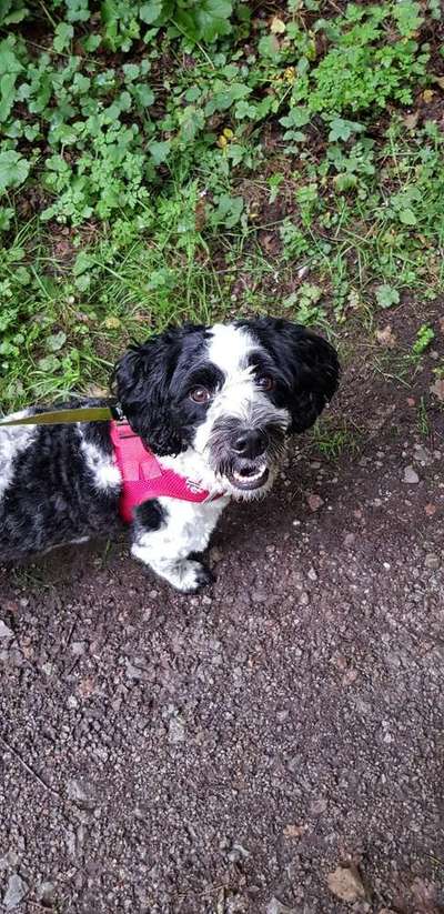 Dein Hund im Dogorama-Kalender 2021-Beitrag-Bild