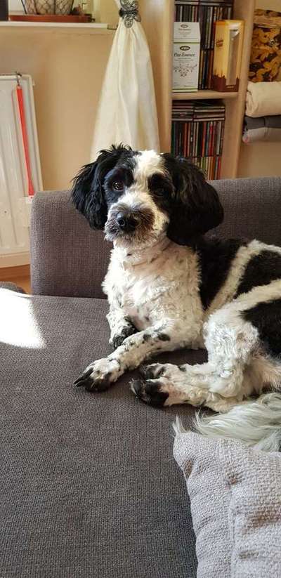 Dein Hund im Dogorama-Kalender 2021-Beitrag-Bild