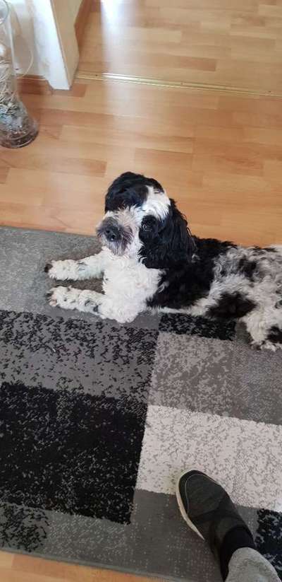 Foto's und Hundemodels-Beitrag-Bild