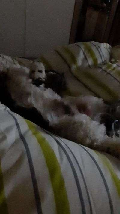 Schlafposition-Beitrag-Bild