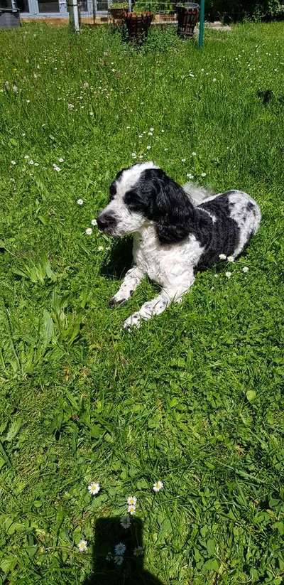 Dein Hund im Dogorama-Kalender 2021-Beitrag-Bild