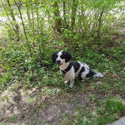 Dein Hund im Dogorama-Kalender 2021-Beitrag-Bild