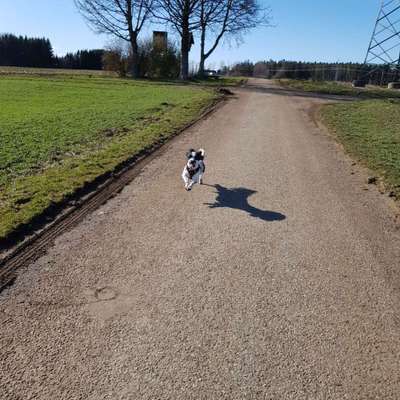 Foto's und Hundemodels-Beitrag-Bild