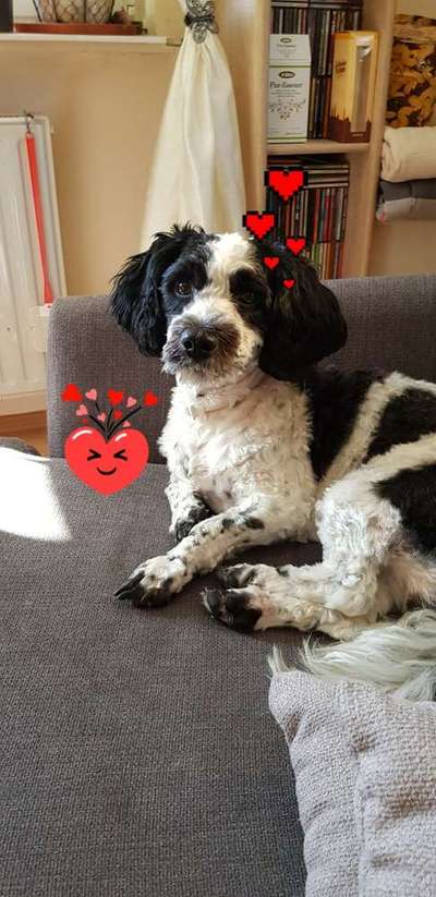 Foto's und Hundemodels-Beitrag-Bild