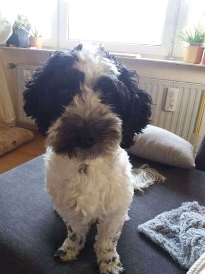 Warum liebst du deinen Hund?-Beitrag-Bild