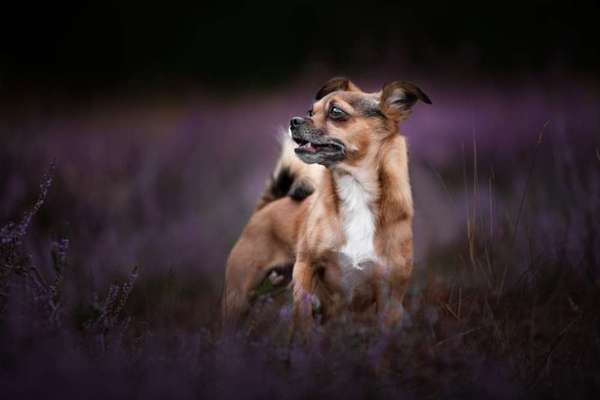 Hundetreffen-Gassi Treff für kleine Rassen-Bild
