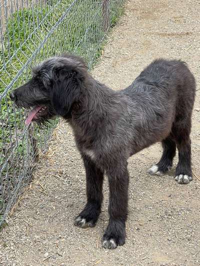 TierschutzhundeStammtisch🐕-Beitrag-Bild