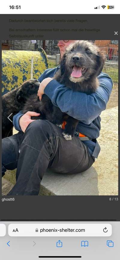 TierschutzhundeStammtisch🐕-Beitrag-Bild