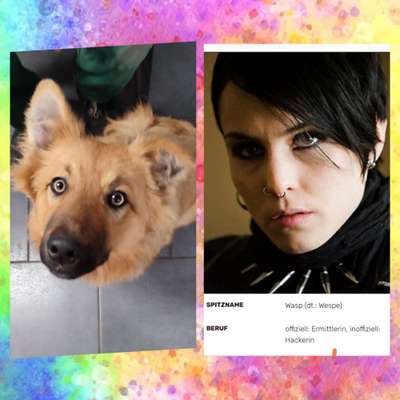 Wie heißt dein Hund?-Beitrag-Bild