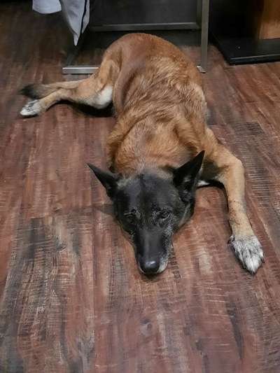 Prostata-Beitrag-Bild