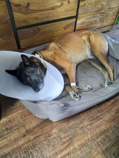 Prostata-Beitrag-Bild