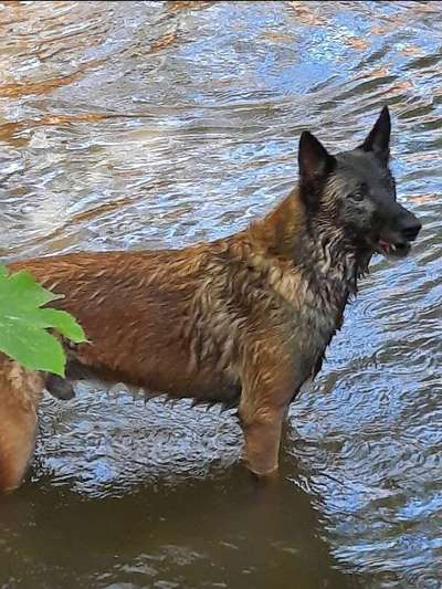 Die Dogorama Kalender Challenge 4/4-Beitrag-Bild