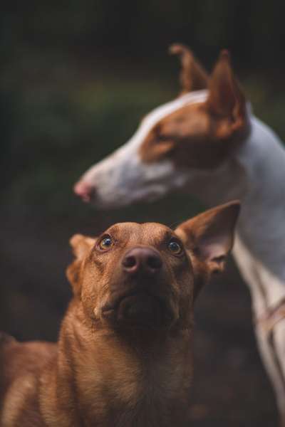 Hundetreffen-Social Walks-Bild