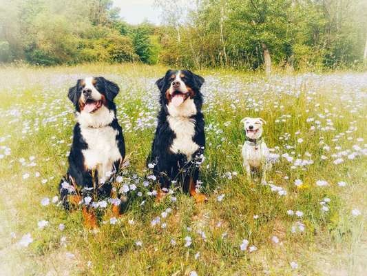 Die Dogorama Monats Challenge "Es grünt und blüht"-Beitrag-Bild