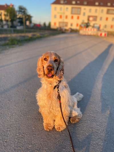 Cocker Spaniel-Beitrag-Bild