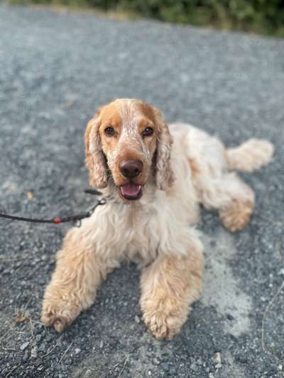 Englisch Cocker Spaniel-Beitrag-Bild