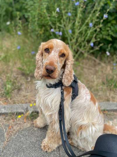 Cocker Spaniel-Beitrag-Bild