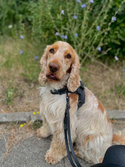 Englisch Cocker Spaniel-Beitrag-Bild