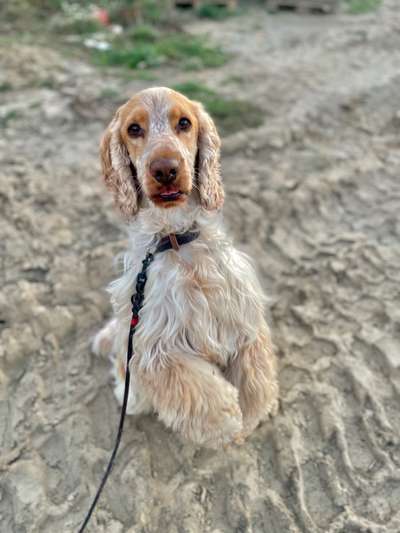Englisch Cocker Spaniel-Beitrag-Bild