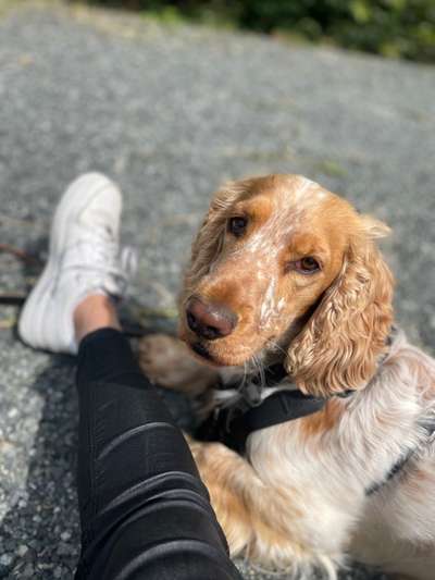 Cocker Spaniel-Beitrag-Bild
