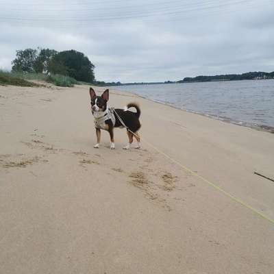 Hundetreffen-Kleine Hunde treffen 😊-Profilbild