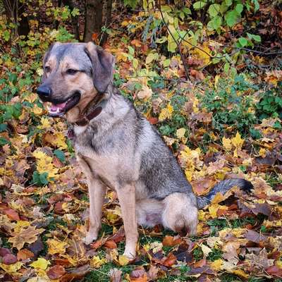 Russische Jagdhunde (Bracke) oder andere-Beitrag-Bild