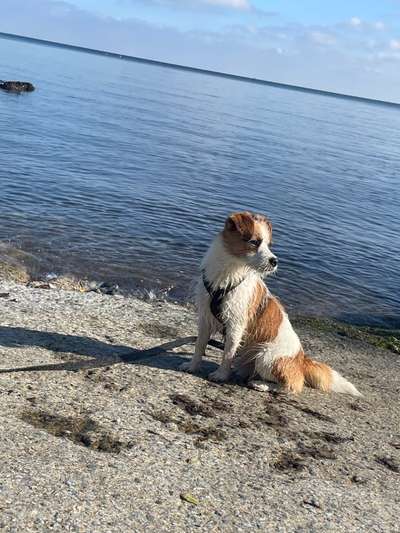 Jack Russell Terrier-Beitrag-Bild