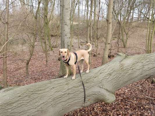 Auslandstierschutz-Beitrag-Bild