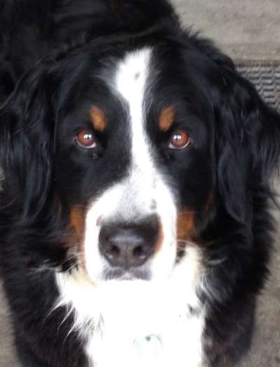 Hundmenschfotos-Beitrag-Bild