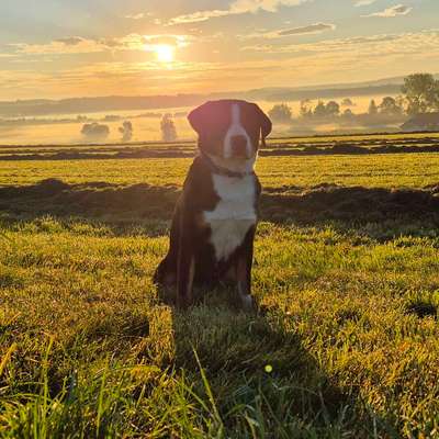 Hundetreffen-Gassi gehen/ Impulskontrolle üben-Bild
