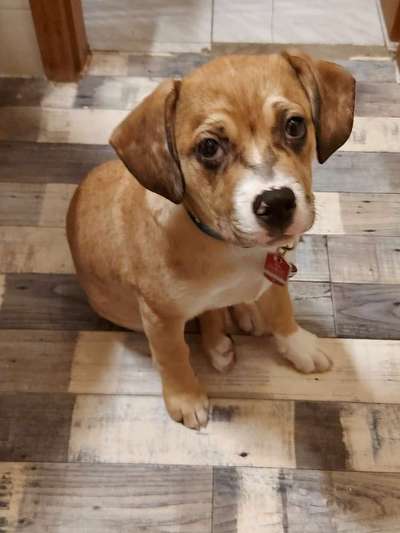 Welpen Bilder !-Beitrag-Bild