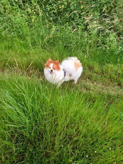 Hundetreffen-Gassirunde-Bild