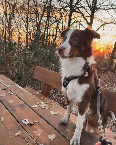 Hundetreffen-Freuen uns über einen Trainings- und Gassipartner für Monte!-Bild