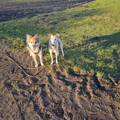 Hundetreffen-Trainingspartner gesucht-Bild