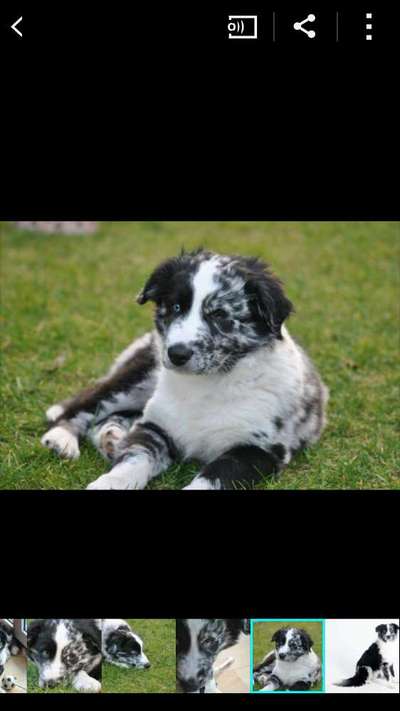 Welpen Bilder !-Beitrag-Bild