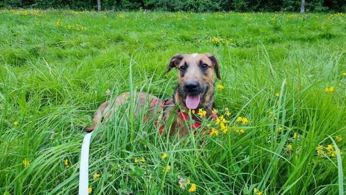 Hundetreffen-Gassi & Spielrunde-Bild