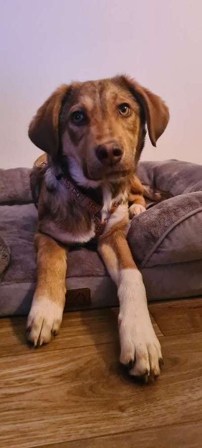 TierschutzhundeStammtisch🐕-Beitrag-Bild