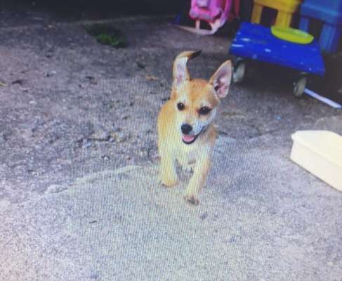 Welpen Bilder !-Beitrag-Bild