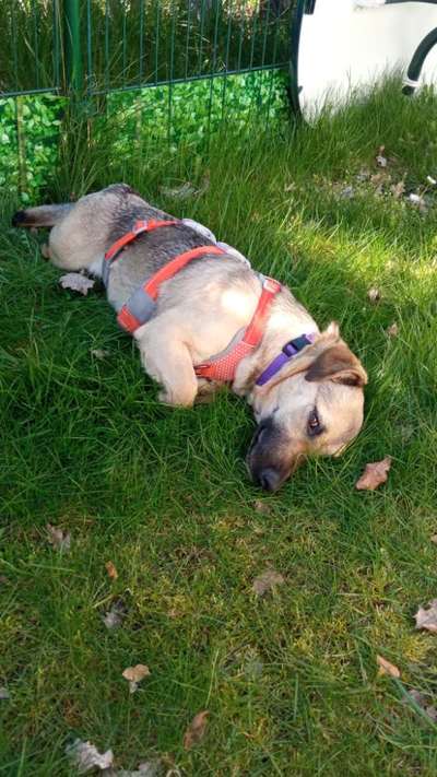 39. Collagen Challenge - Dein Hund auf einer Wiese-Beitrag-Bild