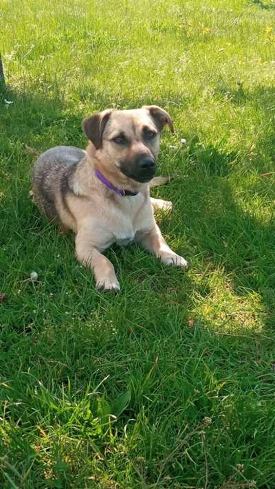 39. Collagen Challenge - Dein Hund auf einer Wiese-Beitrag-Bild